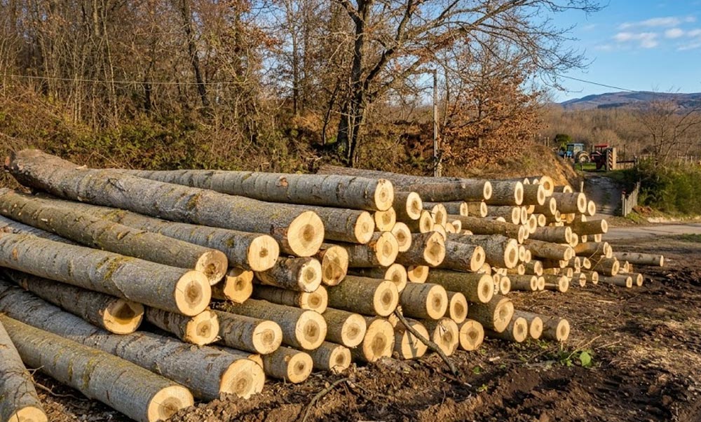 Tronchi per imballaggi ortofrutticoli - Balestra SRL